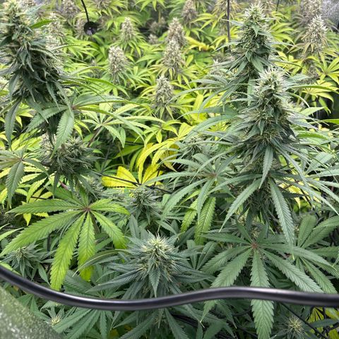 Green gelato growlog timeline photo