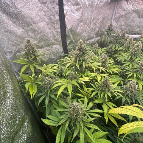 Green gelato growlog timeline photo