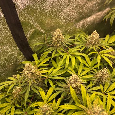 Green gelato growlog timeline photo