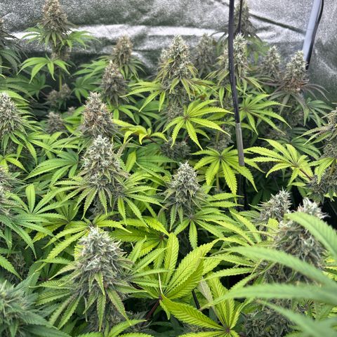 Green gelato growlog timeline photo