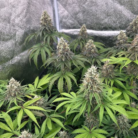 Green gelato growlog timeline photo