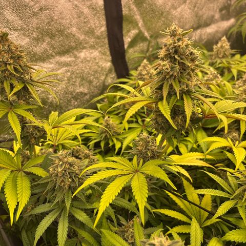 Green gelato growlog timeline photo