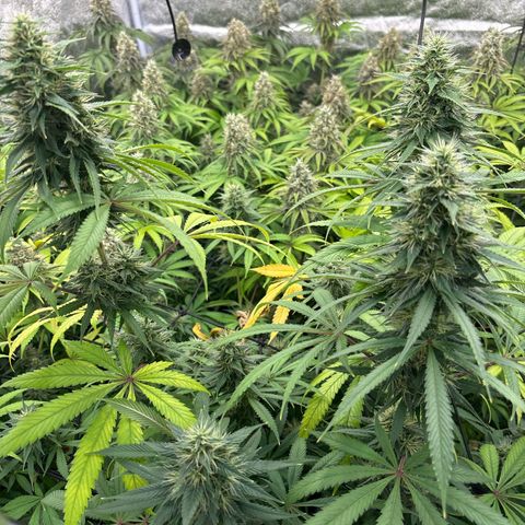 Green gelato growlog timeline photo