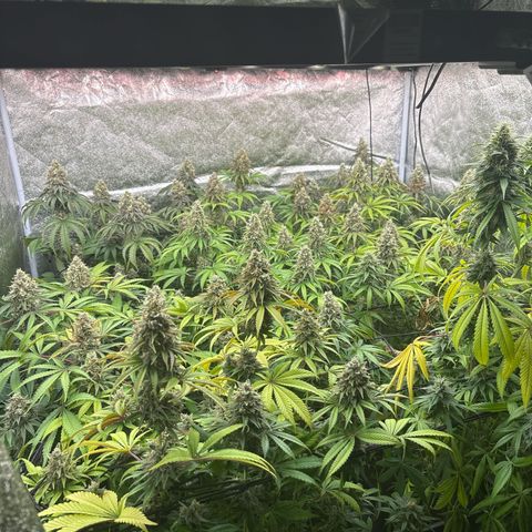 Green gelato growlog timeline photo