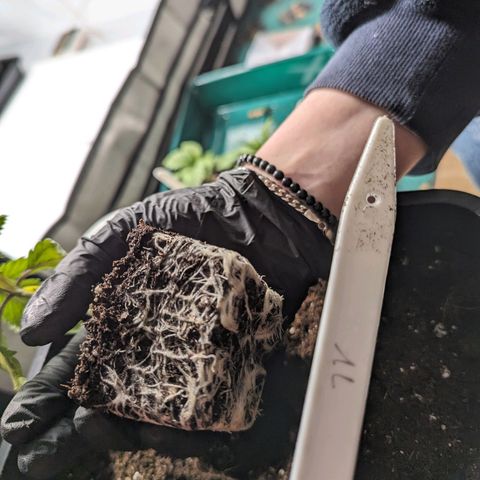 #1 L growlog timeline photo