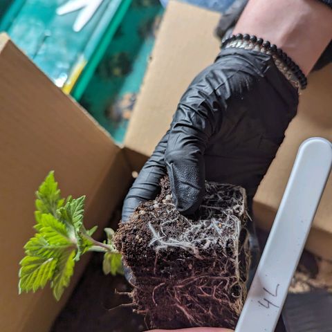 #4 L growlog timeline photo