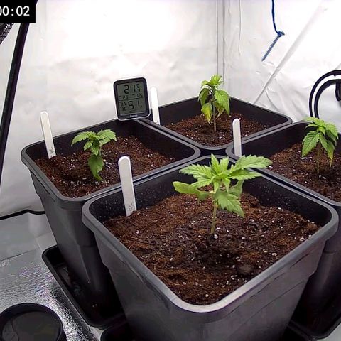 #4 L growlog timeline photo