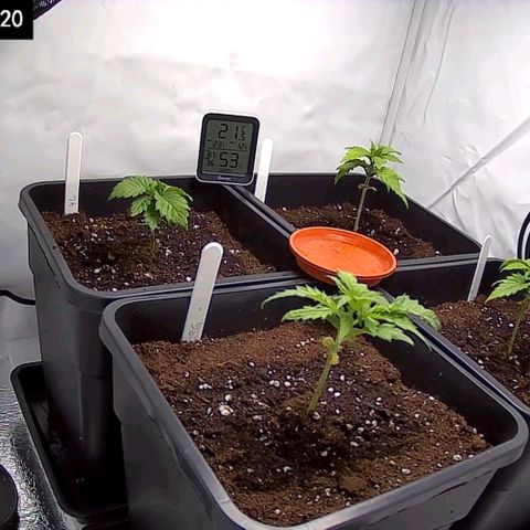 #4 L growlog timeline photo