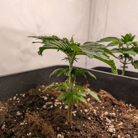 #4 L growlog timeline photo