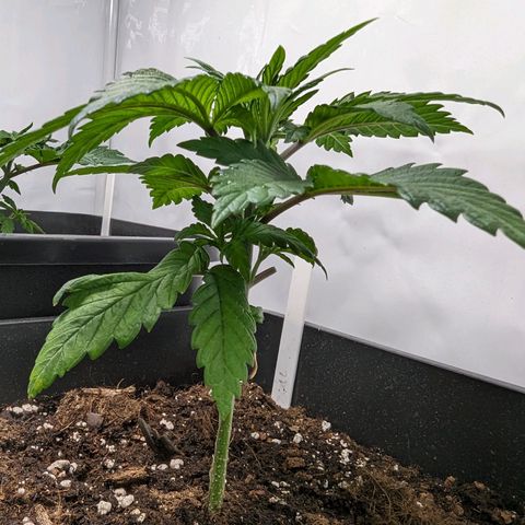 #1 L growlog timeline photo