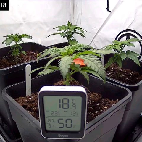 #4 L growlog timeline photo
