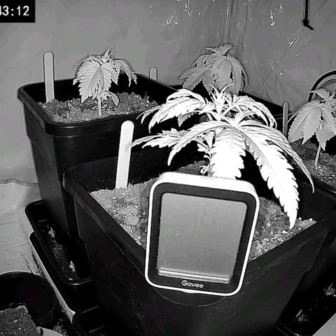 #4 L growlog timeline photo