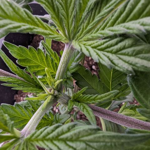 #1 L growlog timeline photo