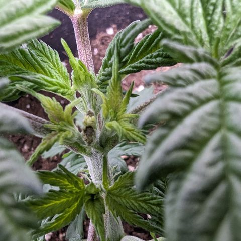 #4 L growlog timeline photo