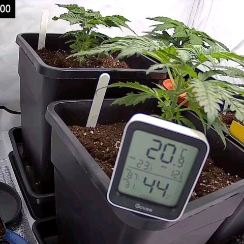 #4 L growlog timeline photo