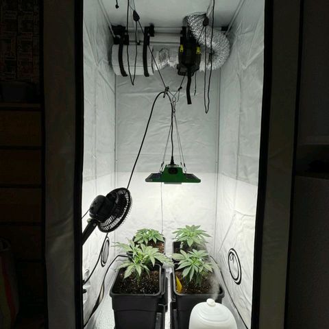 #4 L growlog timeline photo
