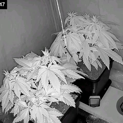 #4 L growlog timeline photo