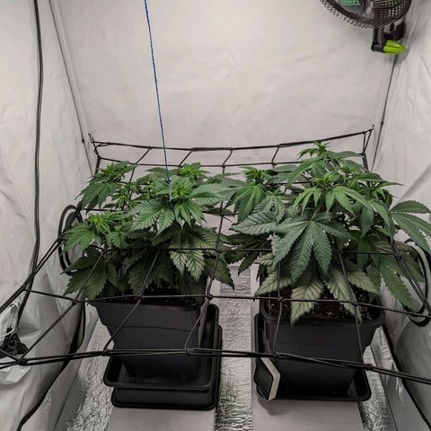 #4 L growlog timeline photo