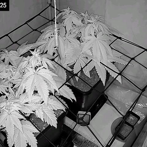 #4 L growlog timeline photo