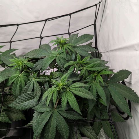 #1 L growlog timeline photo