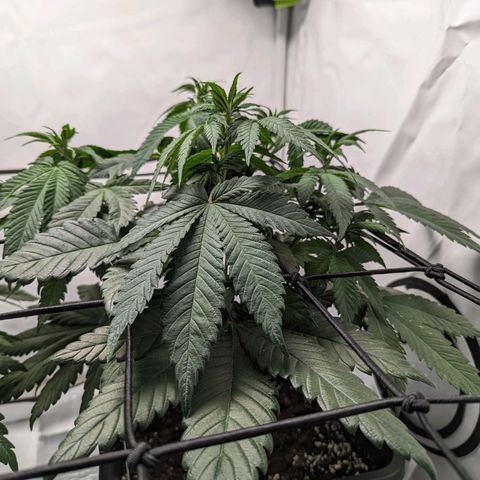 #1 L growlog timeline photo