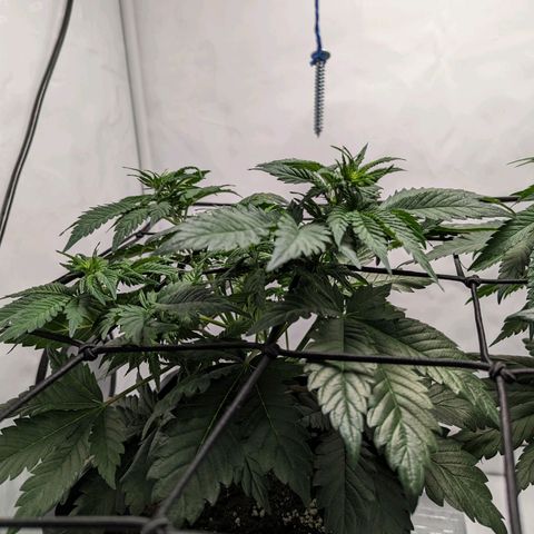#4 L growlog timeline photo