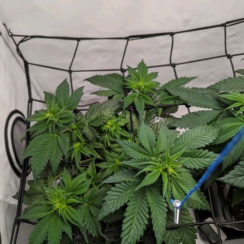 #4 L growlog timeline photo