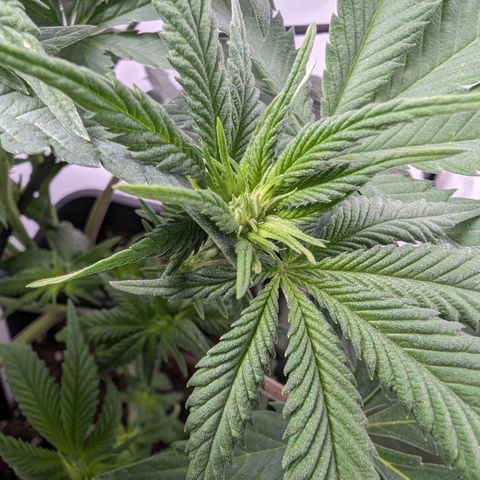 #1 L growlog timeline photo