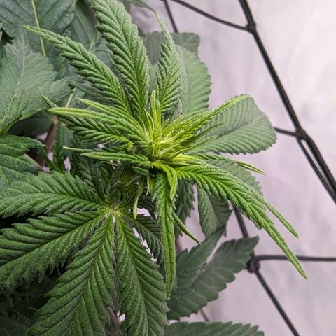 #1 L growlog timeline photo