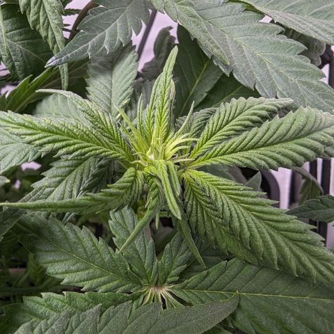 #1 L growlog timeline photo