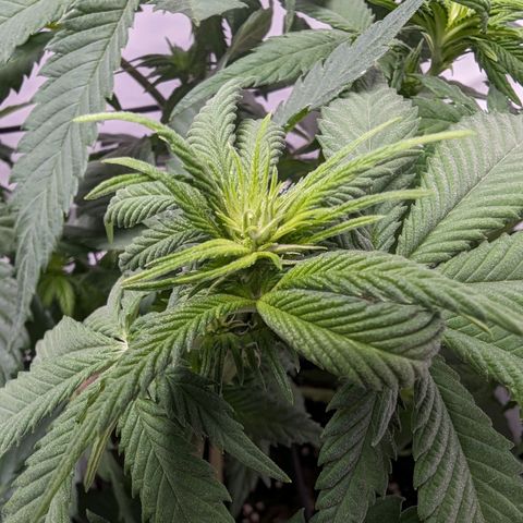 #1 L growlog timeline photo