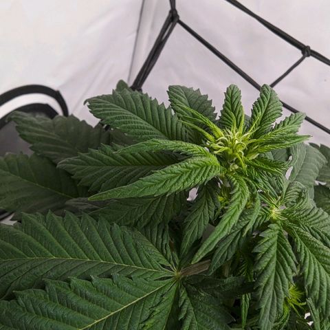 #4 L growlog timeline photo