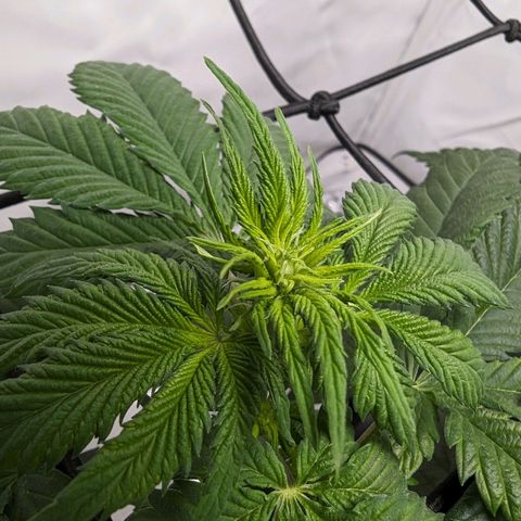 #4 L growlog timeline photo