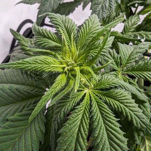 #4 L growlog timeline photo