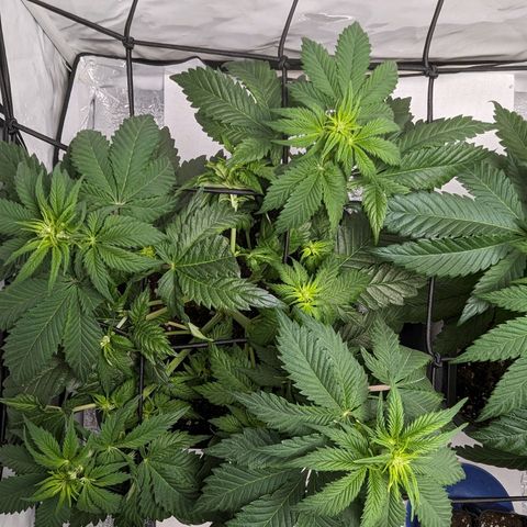 #4 L growlog timeline photo