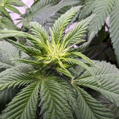 #4 L growlog timeline photo