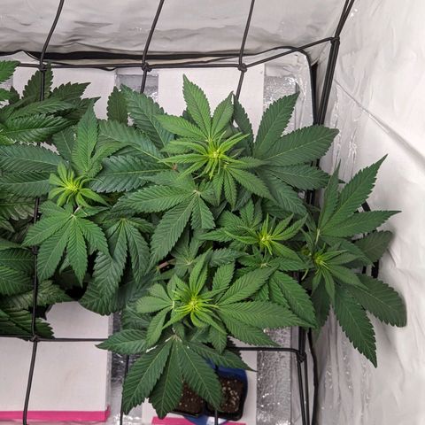 #1 L growlog timeline photo
