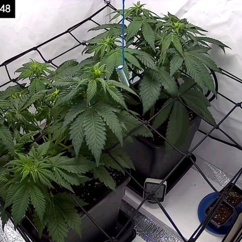 #4 L growlog timeline photo