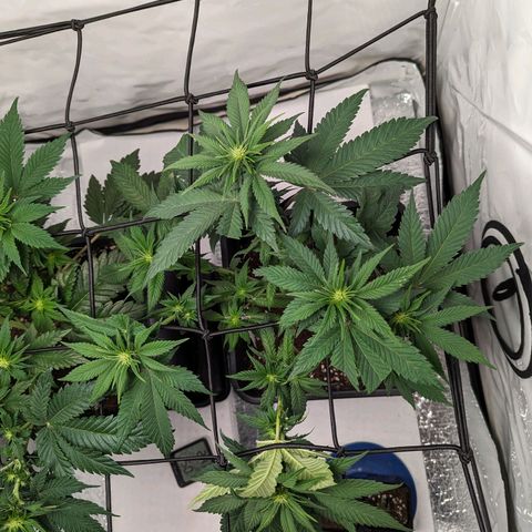 #1 L growlog timeline photo