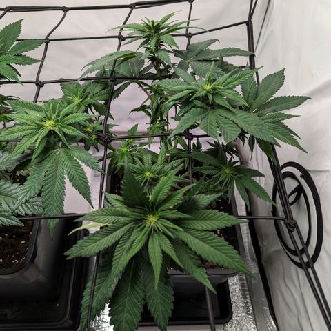 #1 L growlog timeline photo