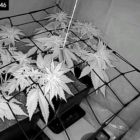 #4 L growlog timeline photo