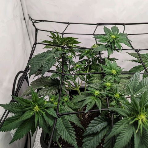 #4 L growlog timeline photo