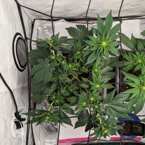 #4 L growlog timeline photo