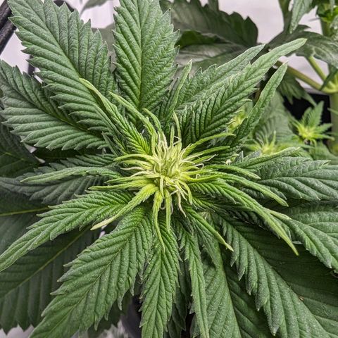 #4 L growlog timeline photo