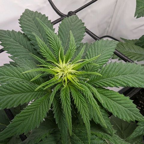#4 L growlog timeline photo