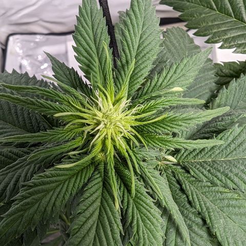#4 L growlog timeline photo