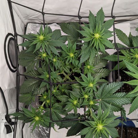 #4 L growlog timeline photo