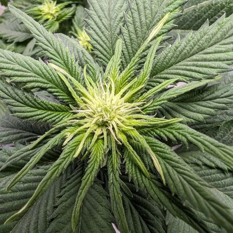 #4 L growlog timeline photo