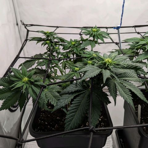 #4 L growlog timeline photo