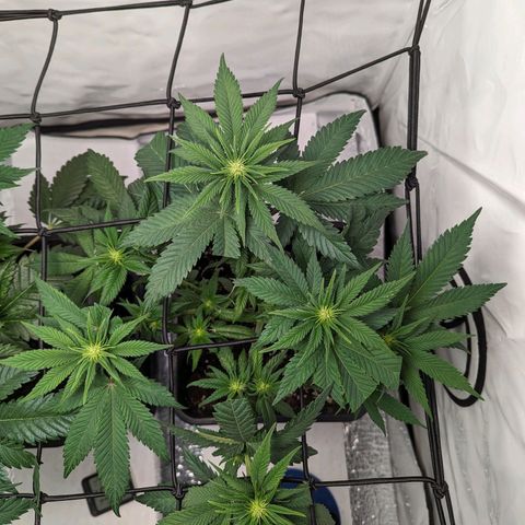 #1 L growlog timeline photo